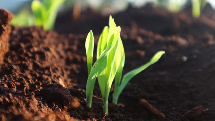 Corn seedlings with sunlight Thailand