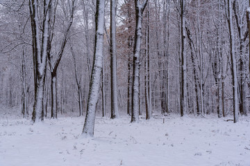 Fresh snowfall on trees in forest