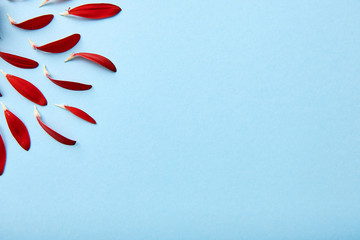 Creative background with red flower petals on blue pastel background, copy space. Spring concept. Greeting card for Womens Day, Mothers Day, Valentine's Day, wedding, birthday. Flat lay, top view