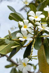 Plumeria white and yellow flowers in the garden	