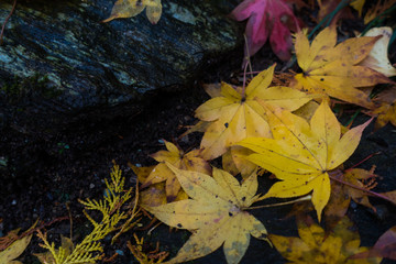 Beautiful colorful foliage autumn leaves in red and yellow on rainy days
