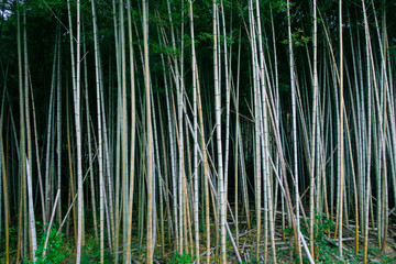 Scenery of bamboo forest to use as background.