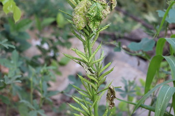 Cluster beans on cluster plant