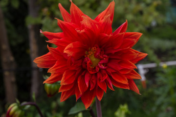A large red Dahlia flower close-up, growing in the garden.