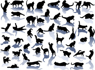 fourty five black cats with shadows on white