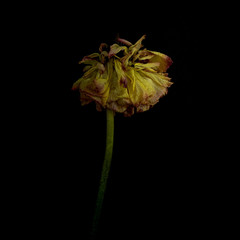 Dead dry camelia against black background - beauty in decay