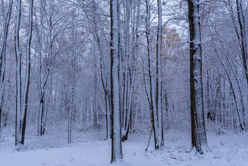 Fresh snowfall on trees in forest