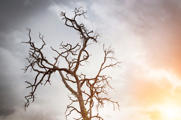 Fototapeta na wymiar Tree die in the sky background, Branches of dry wood boiler