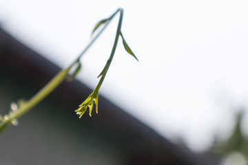 Closeup the soft leaves.