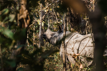 Rhino in the jungle