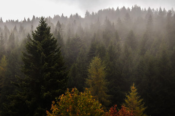 Foresta alpina di conifere nella nebbia in Autunno