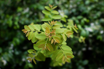 Closeup the soft leaves.