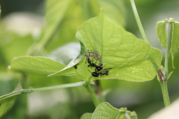 close up macro shot with insect bug black ants on a green leaf