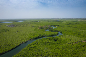 Gambia Mangroves. Aerial view of mangrove forest in Gambia. Photo made by drone from above. Africa Natural Landscape.