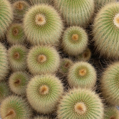 Parodia leninghausii, a South American cactus.
