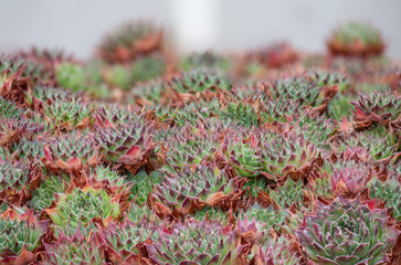 Interesting succulent with green leaves and brown / red tips