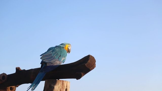 Blue yellow macaw parrot bird is standing on the big timber waiting for something against with soft blue sky in the morning, have soft sun light shine on it's face