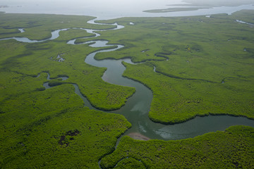 Gambia Mangroves. Aerial view of mangrove forest in Gambia. Photo made by drone from above. Africa...