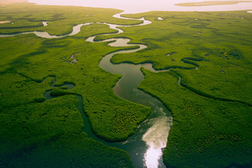 Gambia Mangroven. Luftaufnahme des Mangrovenwaldes in Gambia. Foto von oben per Drohne gemacht. Afrika Naturlandschaft.