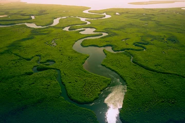 Wall murals Khaki Gambia Mangroves. Aerial view of mangrove forest in Gambia. Photo made by drone from above. Africa Natural Landscape.