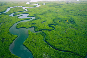 Gambia Mangroves. Aerial view of mangrove forest in Gambia. Photo made by drone from above. Africa...