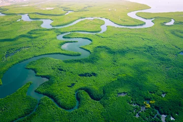 Foto op Canvas Gambia-mangroven. Luchtfoto van mangrovebos in Gambia. Foto gemaakt door drone van bovenaf. Afrika natuurlijk landschap. © Curioso.Photography