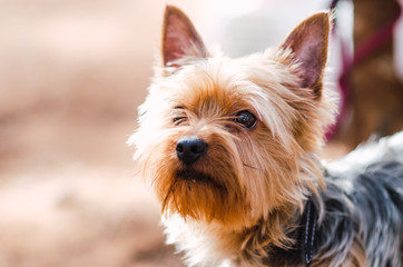 yorkshire close-up in the forest