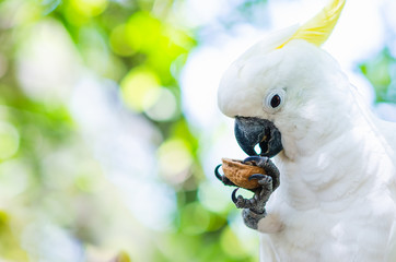 loro blanco con fondo de color verde