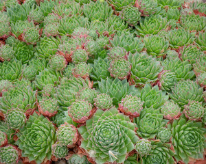 Interesting succulent with green leaves and brown / red tips