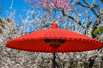 traditional japanese parasol in the garden