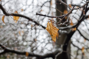 Beech tree dry leaf in winter