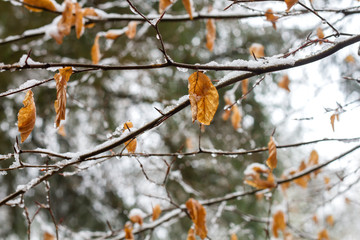 Deciduous beech tree foliage in winter