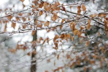 Beech tree foliage with snow
