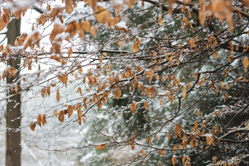Beech tree deciduous foliage in winter