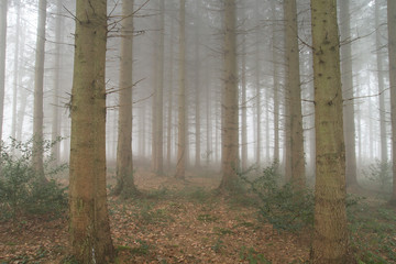 Obraz premium Pine trees woods in a foggy day