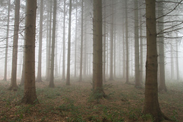 Haunted forest in a foggy day