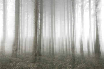 Abstract pine trees forest blur