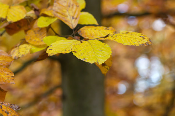 Detail of beech tree leaves with autumnal colors