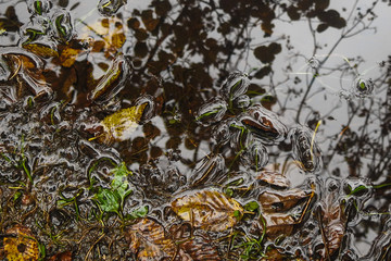Riflessi di foglie nell'acqua in Autunno