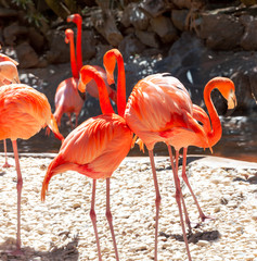 Pink flamingo birds. Gran Canaria, Canary Islands, Spain