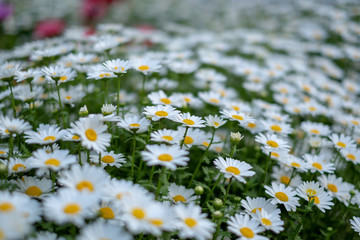Flower bed. Flowerbed, green red Kobe Japan