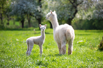 White Alpaca with offspring, South American mammal - 305714768
