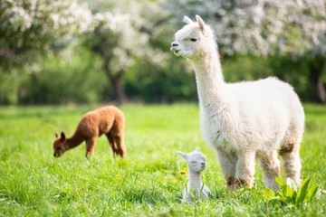 White Alpaca with offspring, South American mammal - obrazy, fototapety, plakaty