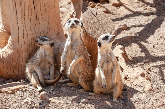 Meerkat, suricate (Surikata suricatta). Palmitos park, Maspalomas, Gran Canaria, Spain