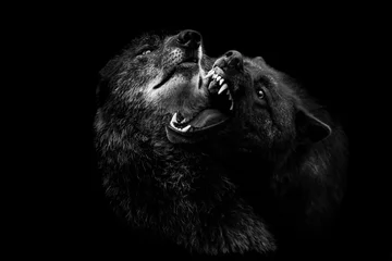 Selbstklebende Fototapeten Schwarzer Wolf mit schwarzem Hintergrund © AB Photography