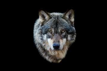 Grey wolf with a black background - obrazy, fototapety, plakaty