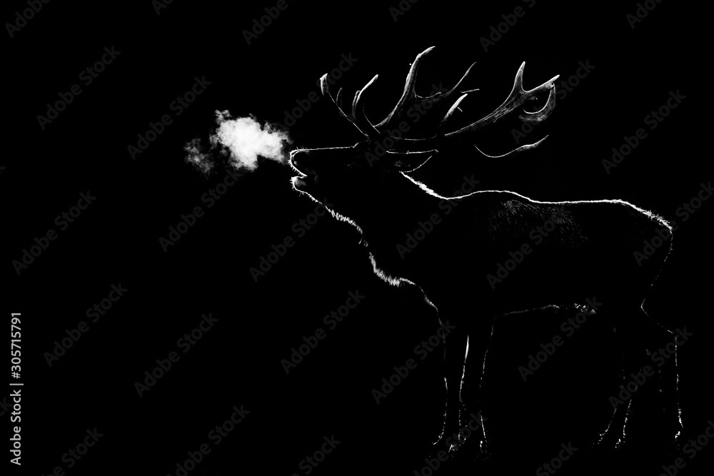 Canvas Prints howling of a deer with a black background