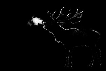 Howling of a deer with a black background