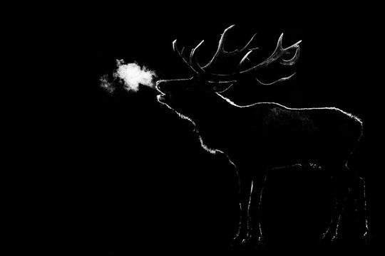 Howling of a deer with a black background