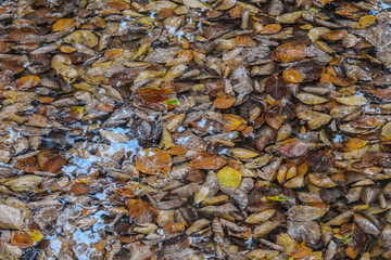 tappeto di foglie in Autunno adagiate in pozza d'acqua con riflesso